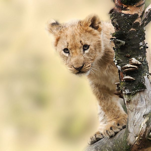 lion-565820_1920